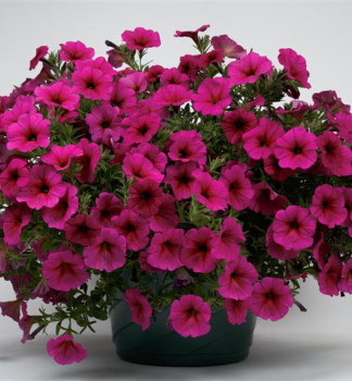 Minipet�nia vzpriamen� �BEAUTICAL� PURPLE DAWN�, kont. 0,5 l