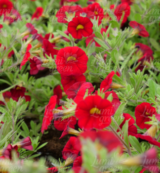 Obr�zok (6)