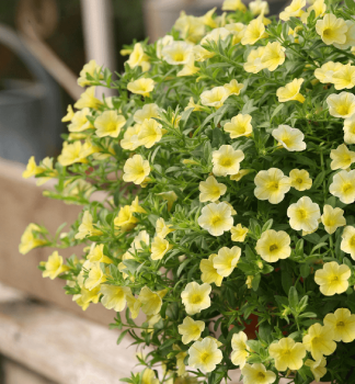 Minipet�nia previsnut� �PORTUCAL� TRAILING YELLOW�, kont. 0,5 l