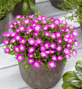 Delosperma WOW �PURPLE WONDER��, kont. 1 l