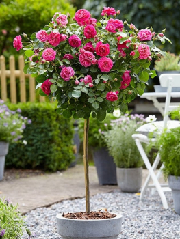 Ruža stromčeková ´RUŽOVÁ´ na kmienku 100 cm, kont. 4 l