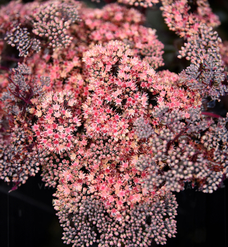 Rozchodn�k �GLOBE PINK� kont. 0,5 l