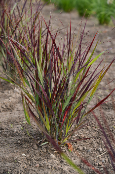 Obr�zok (3)