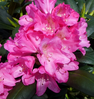Rododendron jakušimský ´KALINKA´ 20-30 cm, kont. 5 l