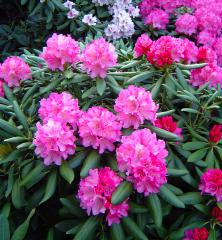 Rododendron jakušimský ´KALINKA´ 20-30 cm, kont. 4 l
