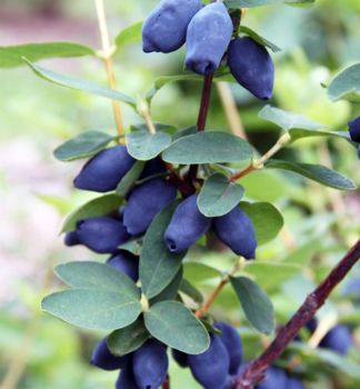 Zemolez kam�atsk� �HONEY BEE�� 20-30 cm, kont. 1 l