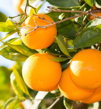 Pomarančovník ´ORDO´ 30-40 cm, kont. 2 l