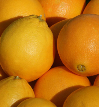 Pomaranèovník ´SKAGGS BONANZA´ 30-40 cm, kont. 2 l