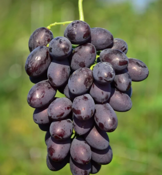 Vini stolov rezistentn KATALONIA, zemn bal