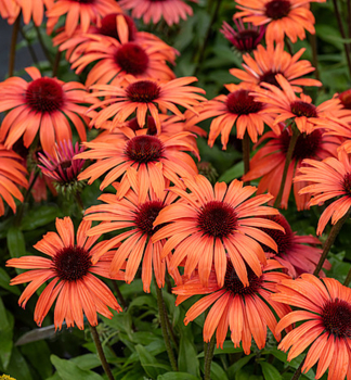 Echinacea hybridn� �SUN MAGIC� VINTAGE ORANGE� kont. 0,5 l