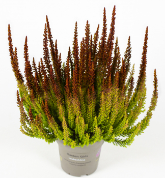 Obr�zok (3)