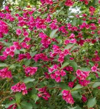 Vajgela kvetnatá ´BIG LOVE®´ 30-40 cm, kont. 2,5 l