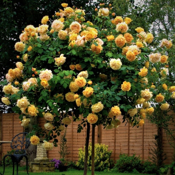 Ruža stromčeková ´GOLDEN SUN´ previsnutá, na kmienku 100 cm, kont. 7 l