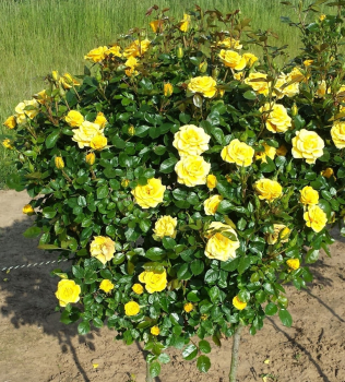 Ruža stromčeková ´GOLDEN SUN´** , na kmienku 100 cm, kont. 7 l