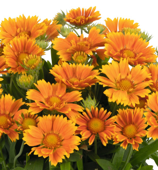 Kokarda hybridn� �SPINTOP�MANGO� kont. 0,5 l