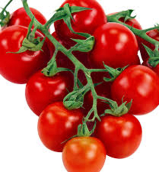 Raj�ina kol�kov� cherry �APERO F1� 6 ks v multiplate