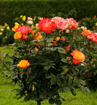 Ruža stromčeková ´ORIENT EXPRESS´ na kmienku 110 cm, kont. 5 l