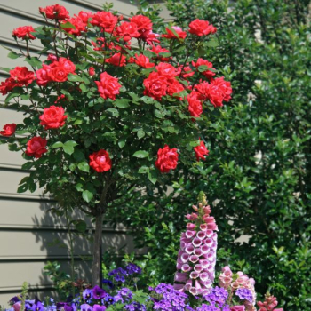 Ruža stromčeková ´LIDKA´ na kmienku 110 cm, kont. 5 l