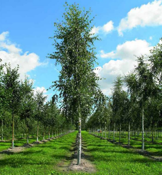 Breza previsnut� �FASTIGIATA� 100-120 cm, kont. 3 l