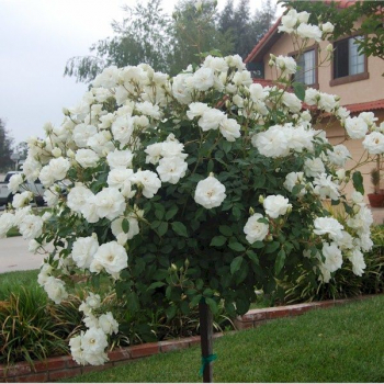Ruža stromčeková ´SNOW BALETT´ previsnutá, na kmienku 100 cm, kont. 7 l