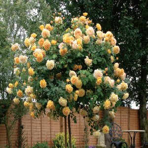 Ruža stromèeková ´ŽLTÁ´ * previsnutá, na kmienku 100 cm, zemný bal