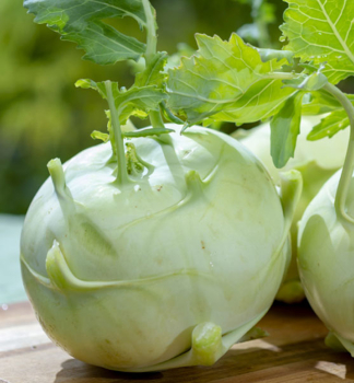 KALER�B �QUICKSTAR F1� 6 ks v multiplate