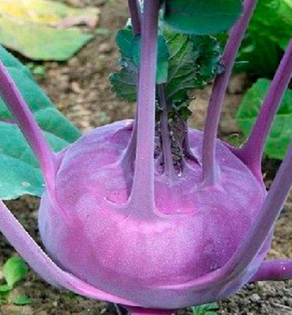 KALER�B fialov� �UKZA F1� 6 ks v multiplate