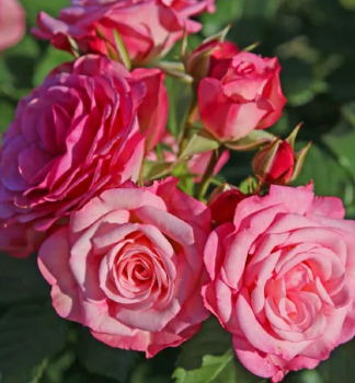Ruža mnohokvetá ´XENIA®´ * ADR, Kordes 2021, kont. 2 l