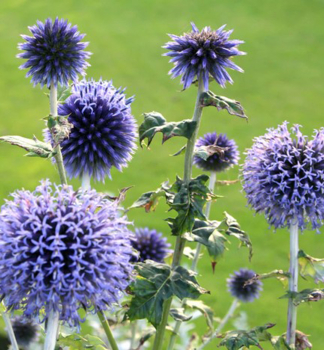 Je�ibaba modr� �VEITCH�S BLUE� kont. 1 l