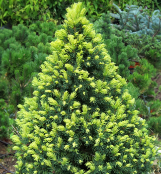 Smrek biely RAINBOWS END 30-40 cm, kont. 2,5 l