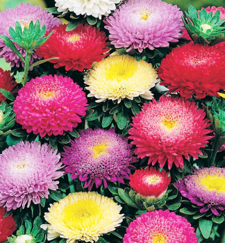 Astra ��nska �PRINCIPESSA�, 4 ks v multiplate