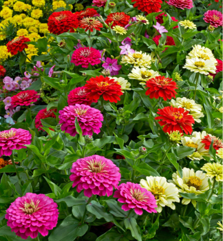 C�NIA P�VABN�, 4 ks v multiplate