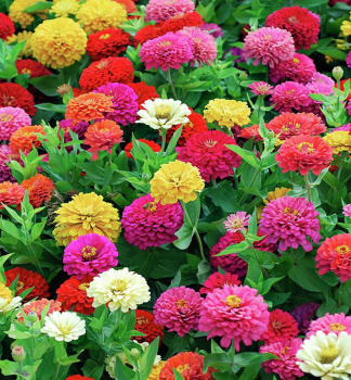 C�NIA P�VABN�, 4 ks v multiplate