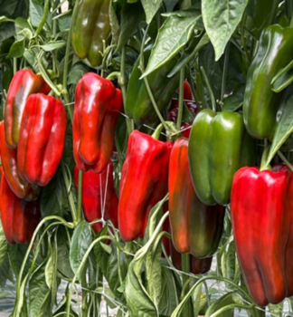 Paprika ve�koplod� �erven� �FENOMENO F1�, kont. 0,5 l