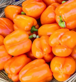 Paprika oran�ov� �ARANCIA F1�, kont. 0,5 l