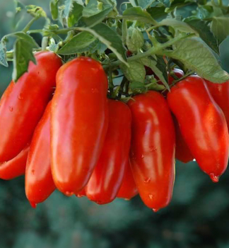 Raj�ina kol�kov� �SAN MARZANO OSCAR F1�, kont. 0,5 l