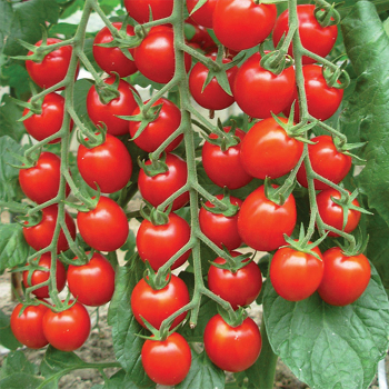 Raj�ina kol�kov� cherry �PAKI�, kont. 0,5 l