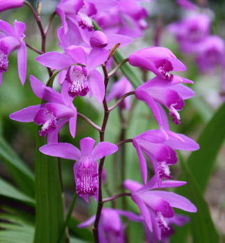 Záhradná orchidea (Bletilla striata) kont. 0,5 l