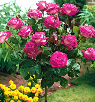 Ruža stromčeková ´ACAPELLA®´ ***** na kmienku 100 cm, kont. 4 l
