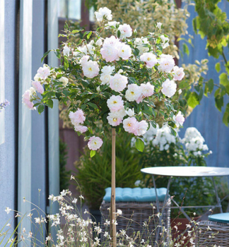 Ruža stromčeková ´ALINA STARLET®´*** na kmienku 110 cm, kont. 4 l