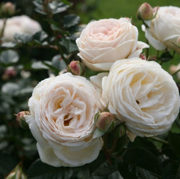 Ruža stromčeková ´ARTEMIS®´** na kmienku 90-100 cm, kont. 7 l