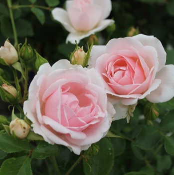 Ruža stromčeková ´BALLADE®´** na kmienku 90-100 cm, kont. 7 l