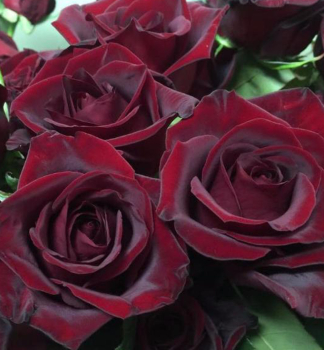 Ruža veľkokvetá kríková ´BLACK MAGIC®´ Tantau, kont. 6 l
