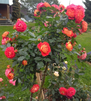 Ruža stromčeková ´CARMEN SCARLET®´ na kmínku 100-110 cm, kont. 7 l
