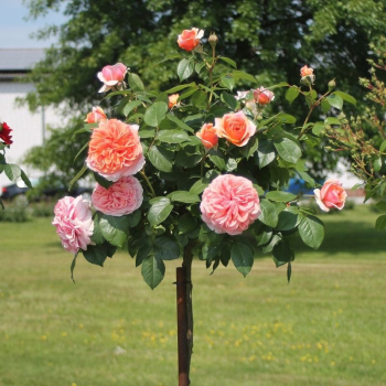 Ruža stromčeková ´CHIPPENDALE®´ *** na kmienku 90-100 cm, kont. 7 l