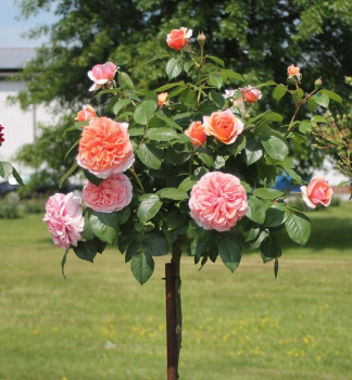 Ru�a strom�ekov� �CHIPPENDALE�� *** na kmienku 100 cm, kont. 7 l