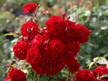 Rua stromekov NATALIE STARLET** na kmienku 110 cm, kont. 7 l