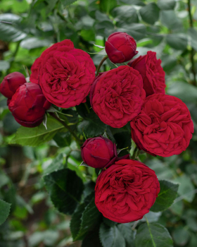 Ruža stromčeková ´PIANO®´** na kmienku 90-100 cm, kont. 7 l