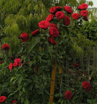 Ruža stromčeková ´PIANO®´** na kmienku 90-100 cm, kont. 7 l