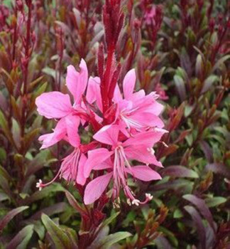 Gaura Lindheimerova �BLAZE� kont. 0,5 l